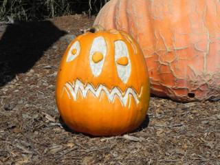 Three Eyes two weeks later, Nipomo Pumpkin Patch best carving idea